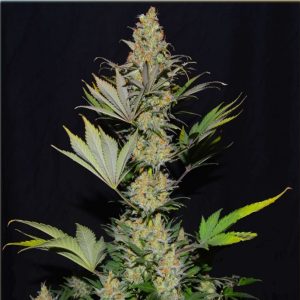 AK47 - Hanfsamen