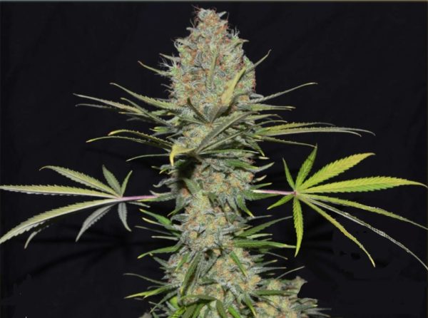 AK47 - Hanfsamen – Bild 2