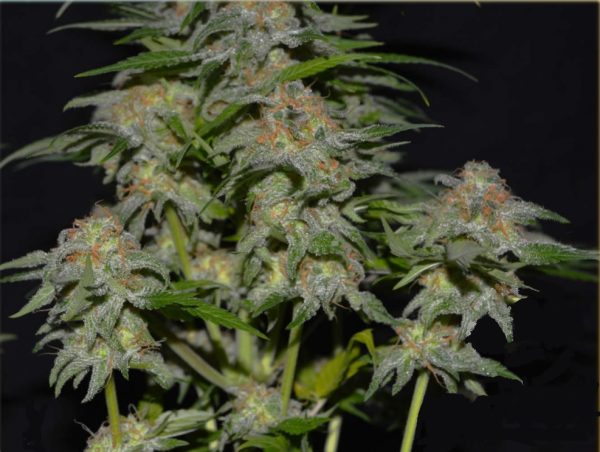 AK47 - Hanfsamen – Bild 3