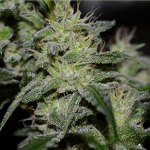 Gorilla Glue - Hanfsamen