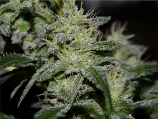 Gorilla Glue - Hanfsamen