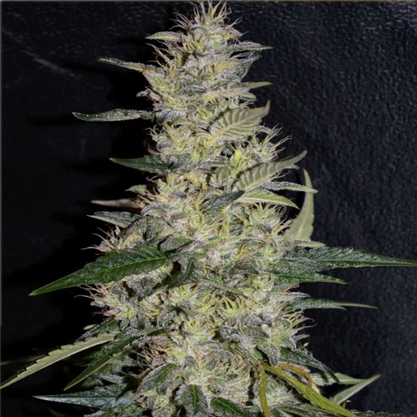 Gorilla Glue - Hanfsamen – Bild 3