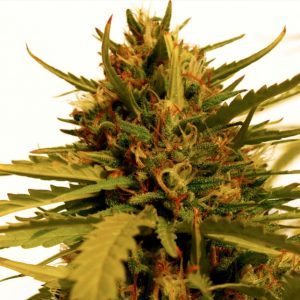 Jack Herer - Hanfsamen