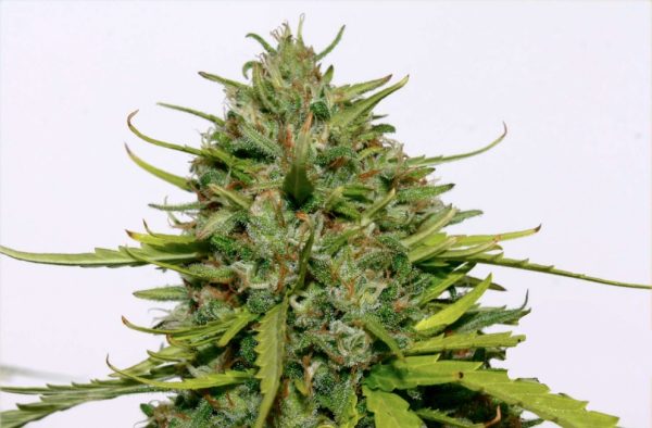Jack Herer - Hanfsamen – Bild 2