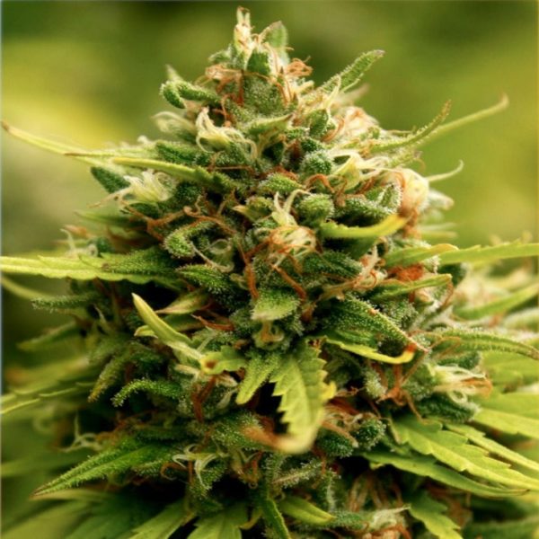 Jack Herer - Hanfsamen – Bild 5