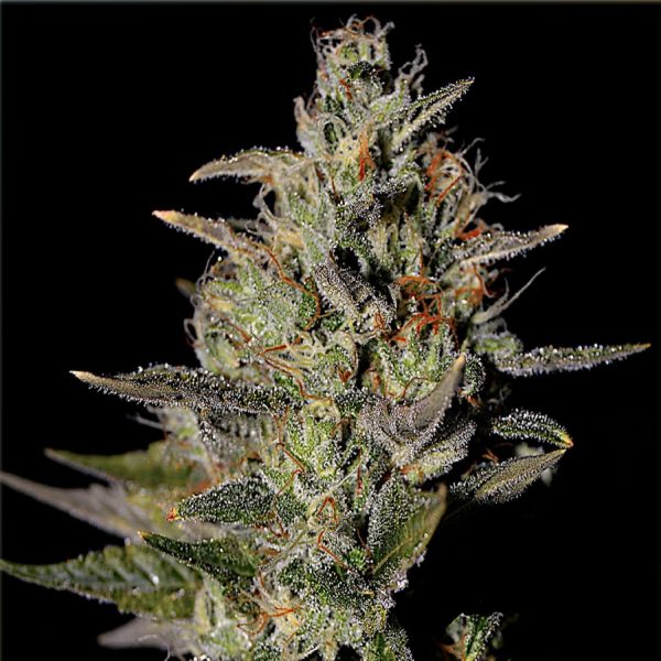 Skywalker OG - Hanfsamen – Bild 2