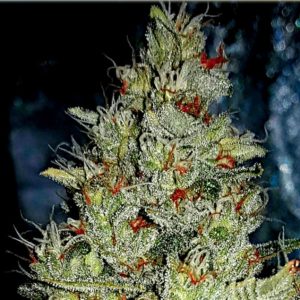 Skywalker OG - Hanfsamen