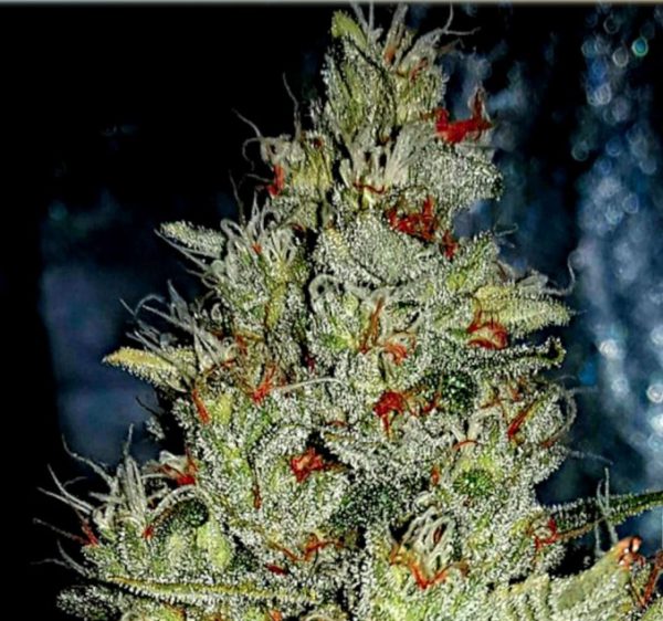 Skywalker OG - Hanfsamen