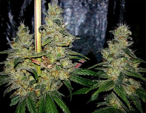Skywalker OG - Hanfsamen – Bild 3