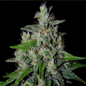 Amnesia - Hanfsamen