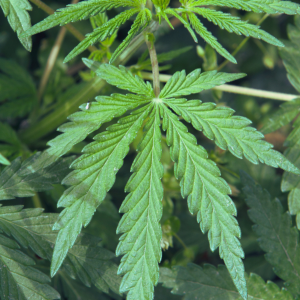 Phytotherapie