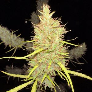 Khalifa Genetics 80’s Durban Poison
