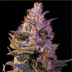 Auto AK47 - Hanfsamen