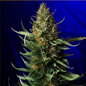 Auto Amnesia - Hanfsamen