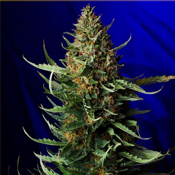 Auto Amnesia - Hanfsamen