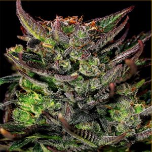 Auto Gorilla Glue - Hanfsamen