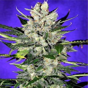 Auto Jack Herer - Hanfsamen