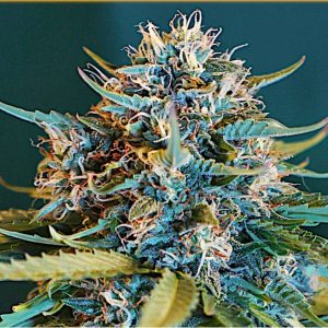 Auto OG Kush - Hanfsamen