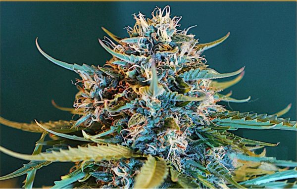 Auto OG Kush - Hanfsamen