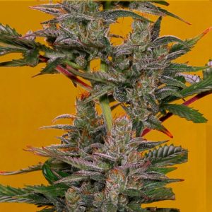 Auto Triple XL - Hanfsamen