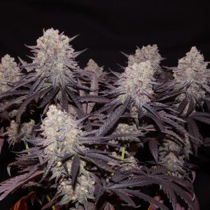 Khalifa Genetics Aladdin Kush