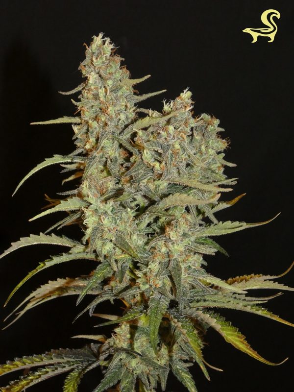Khalifa Genetics Aladdin’s Skunk