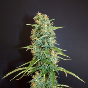 Khalifa Genetics Moroccan Beldia