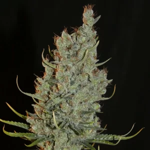 Khalifa Genetics Desert Skunk