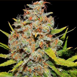 Fast AK47 - Hanfsamen