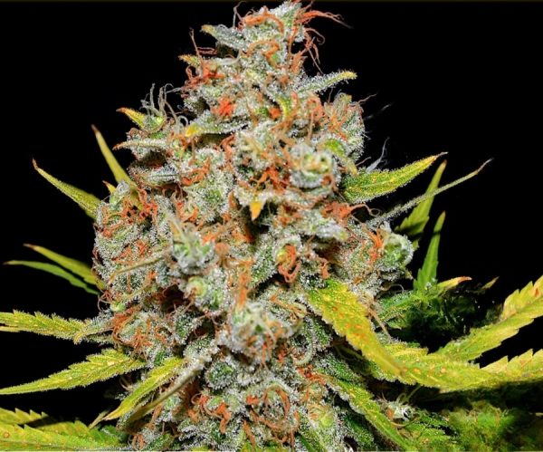 Fast AK47 - Hanfsamen