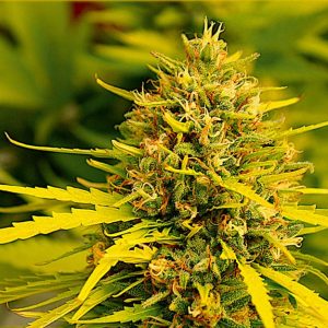 Fast Jack Herer - Hanfsamen