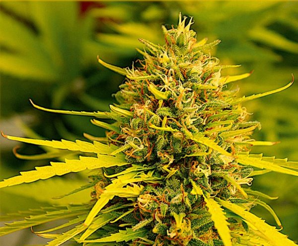 Fast Jack Herer - Hanfsamen