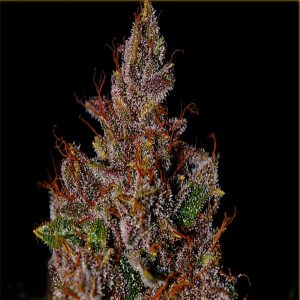 Fast Tropicanna Cookie Purple - Hanfsamen
