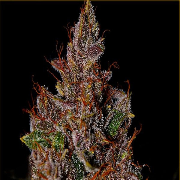 Fast Tropicanna Cookie Purple - Hanfsamen
