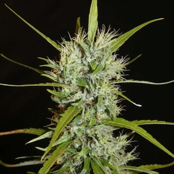 Khalifa Genetics Filipino Kibungan