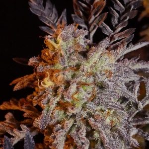 Khalifa Genetics Frosty’s Purple Freak