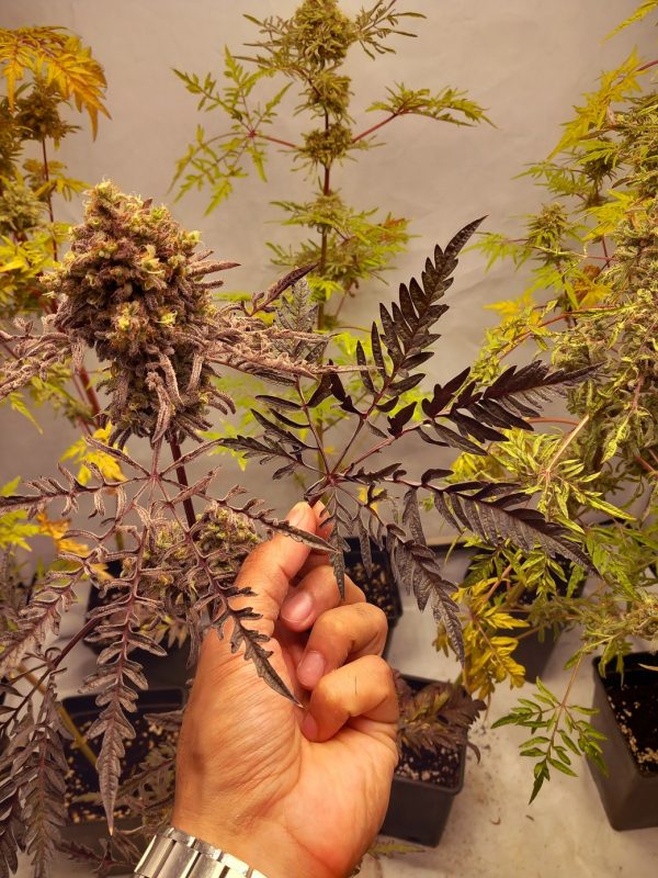 Khalifa Genetics Frosty’s Purple Freak – Bild 2