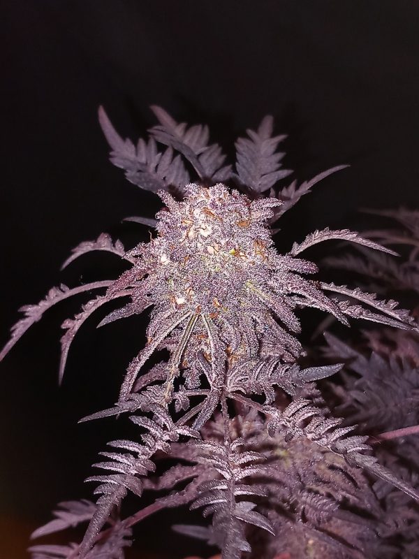 Khalifa Genetics Frosty’s Purple Freak – Bild 3