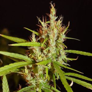 Khalifa Genetics Kerala Chellakutti