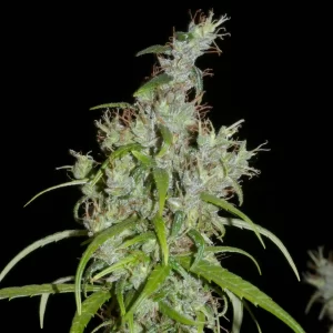 Khalifa Genetics Kullu Valley