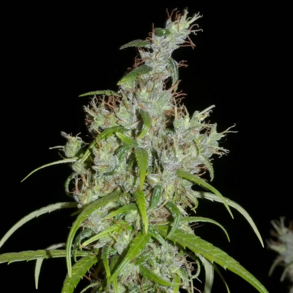 Khalifa Genetics Kullu Valley