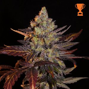 Khalifa Genetics Limon Blanco V3