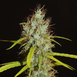 Khalifa Genetics Maharaja Haze