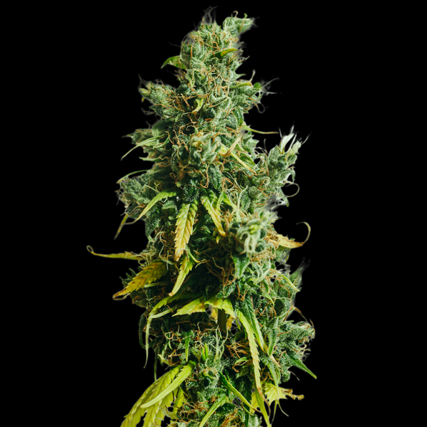 Khalifa Genetics Nigerian Sativa