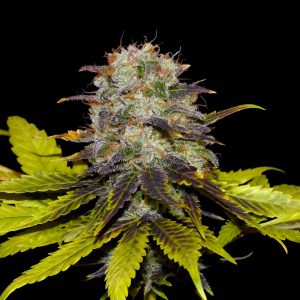 Khalifa Genetics Persian Prince