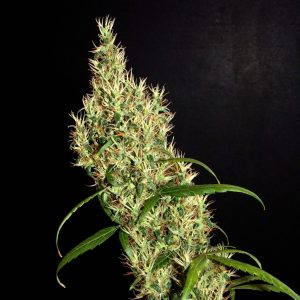 Khalifa Genetics Rasol Village