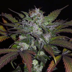 Khalifa Genetics Sheberghan Hash Plant