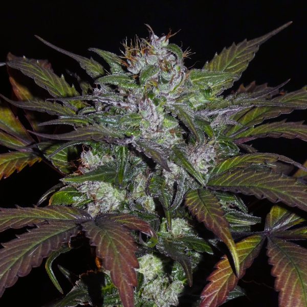 Khalifa Genetics Sheberghan Hash Plant