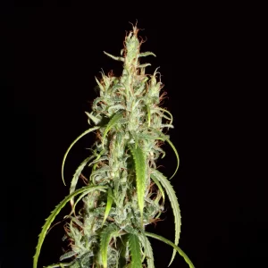 Khalifa Genetics Siberian Ruderalis