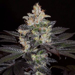 Khalifa Genetics Balkh Hash Plant